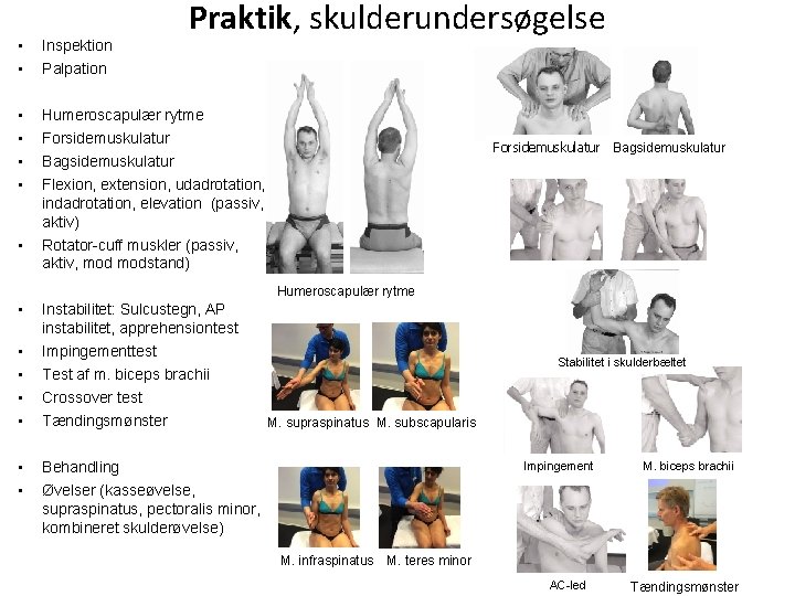 Praktik, skulderundersøgelse • • Inspektion • • Humeroscapulær rytme Forsidemuskulatur Bagsidemuskulatur Flexion, extension, udadrotation,