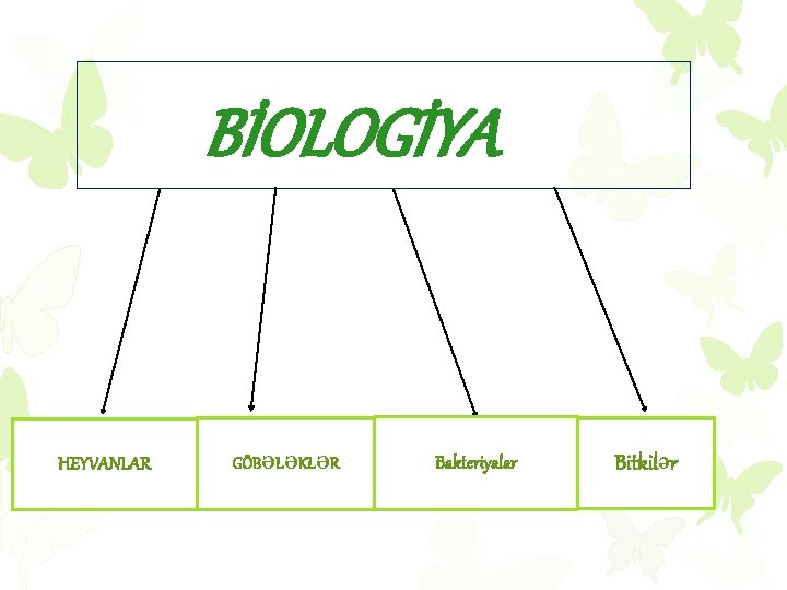  BİOLOGİYA HEYVANLAR GÖBƏLƏKLƏR Bakteriyalar Bitkilər 