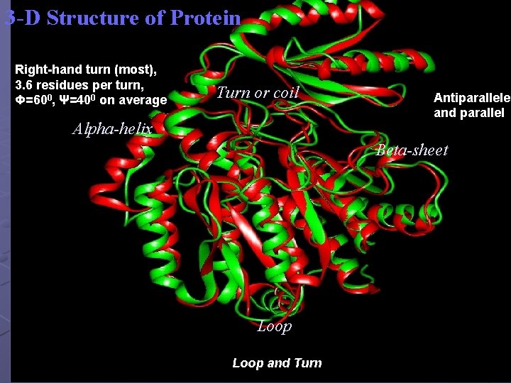 3 -D Structure of Protein Right-hand turn (most), 3. 6 residues per turn, Φ=600,