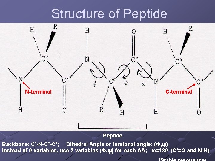 Structure of Peptide N-terminal C-terminal Peptide Backbone: C’-N-Cα-C’; Dihedral Angle or torsional angle: (Φ,