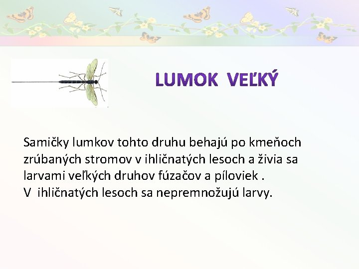 Samičky lumkov tohto druhu behajú po kmeňoch zrúbaných stromov v ihličnatých lesoch a živia