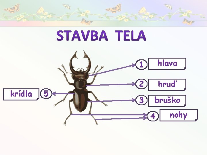 krídla 5 1 hlava 2 hruď 3 bruško 4 nohy 