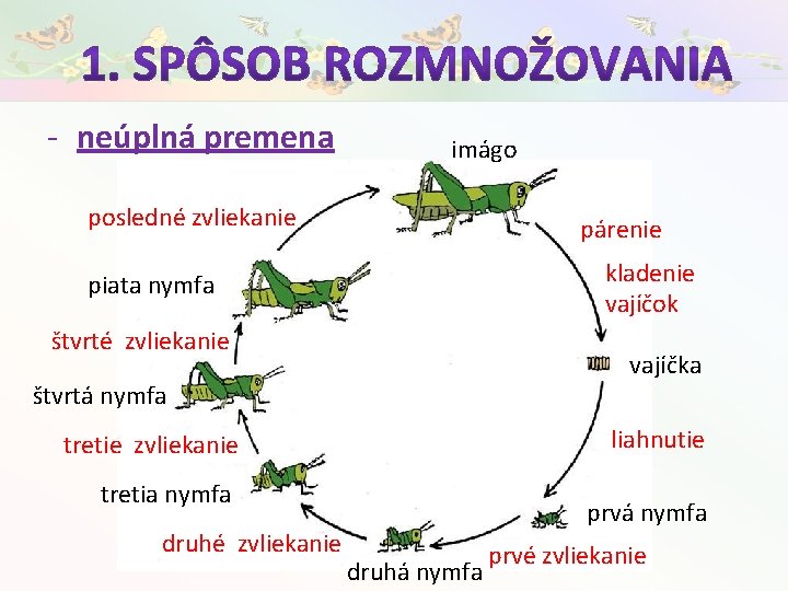 - neúplná premena imágo posledné zvliekanie párenie kladenie vajíčok piata nymfa štvrté zvliekanie vajíčka