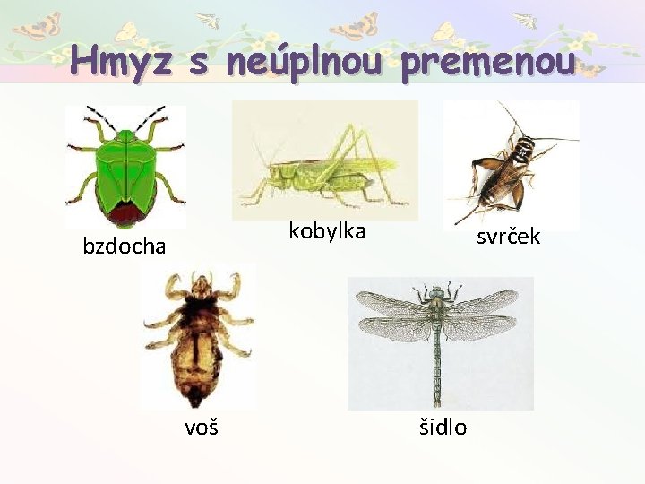 Hmyz s neúplnou premenou kobylka bzdocha voš svrček šidlo 