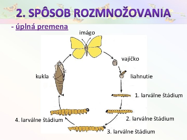 - úplná premena imágo vajíčko kukla liahnutie 1. larválne štádiu, 1. larválne štádium 4.
