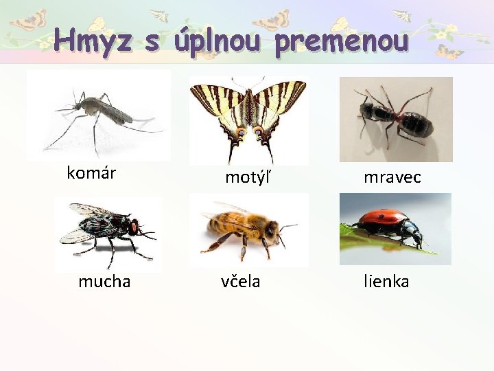Hmyz s úplnou premenou komár mucha motýľ mravec včela lienka 
