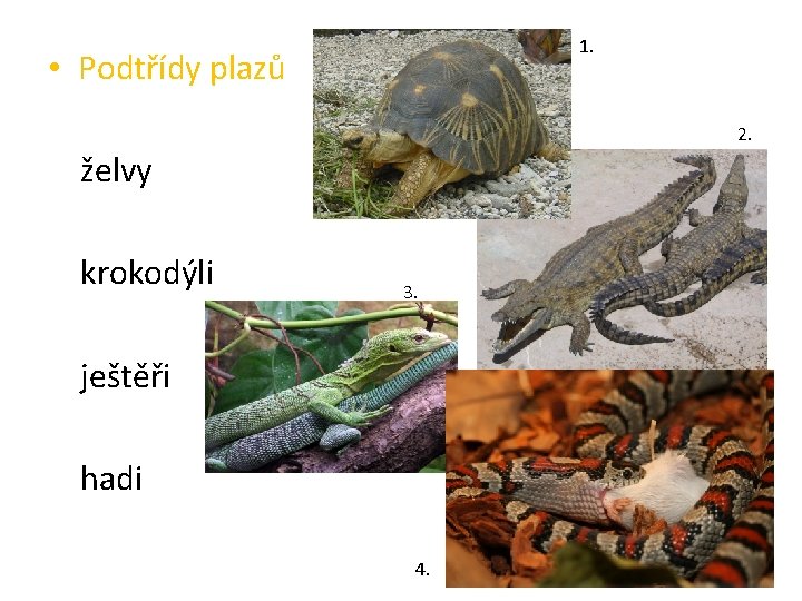 1. • Podtřídy plazů 2. želvy krokodýli 3. ještěři hadi 4. 