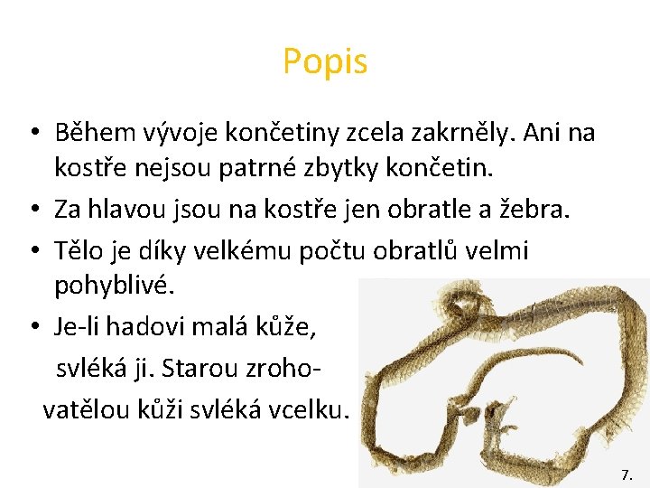 Popis • Během vývoje končetiny zcela zakrněly. Ani na kostře nejsou patrné zbytky končetin.