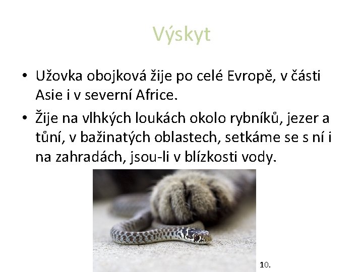 Výskyt • Užovka obojková žije po celé Evropě, v části Asie i v severní