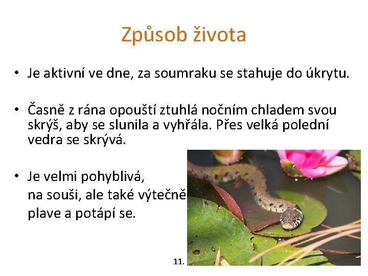 Způsob života • Je aktivní ve dne, za soumraku se stahuje do úkrytu. •