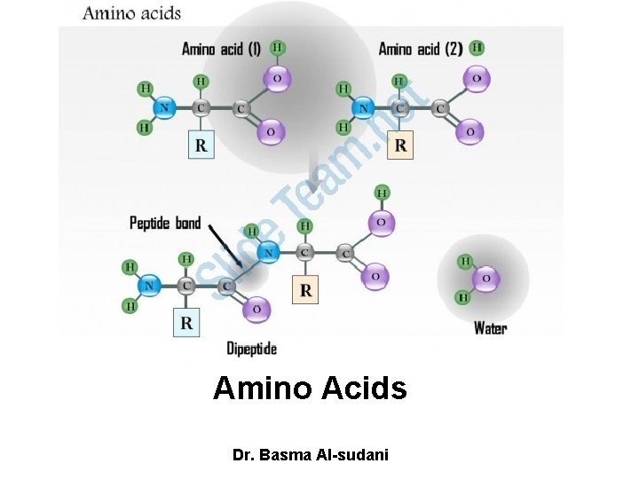 Amino Acids Dr. Basma Al-sudani 