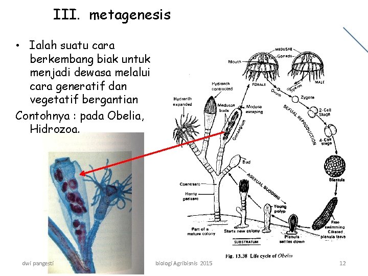III. metagenesis • Ialah suatu cara berkembang biak untuk menjadi dewasa melalui cara generatif
