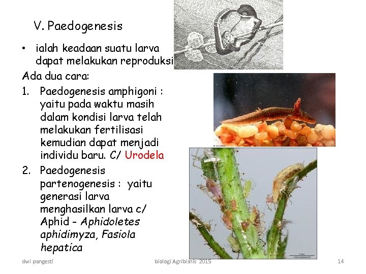 V. Paedogenesis • ialah keadaan suatu larva dapat melakukan reproduksi Ada dua cara: 1.