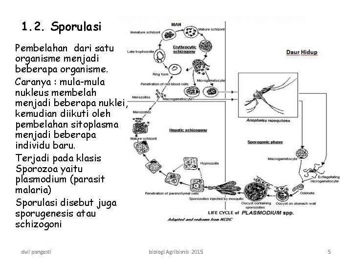 1. 2. Sporulasi Pembelahan dari satu organisme menjadi beberapa organisme. Caranya : mula-mula nukleus