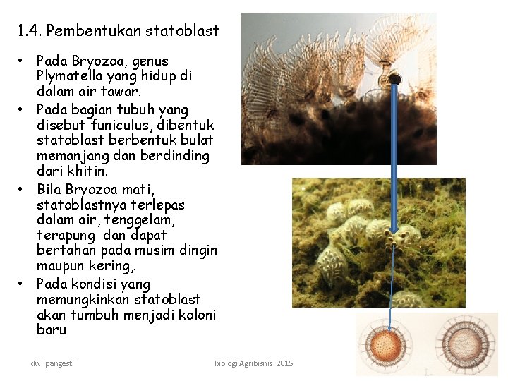 1. 4. Pembentukan statoblast • Pada Bryozoa, genus Plymatella yang hidup di dalam air