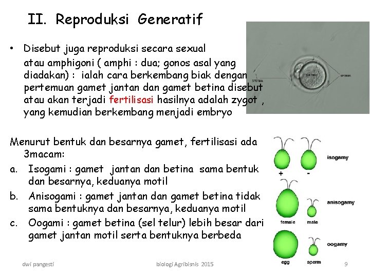 II. Reproduksi Generatif • Disebut juga reproduksi secara sexual atau amphigoni ( amphi :