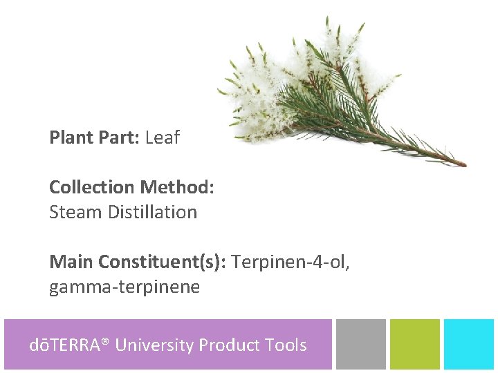 Plant Part: Leaf Collection Method: Steam Distillation Main Constituent(s): Terpinen-4 -ol, gamma-terpinene dōTERRA® University