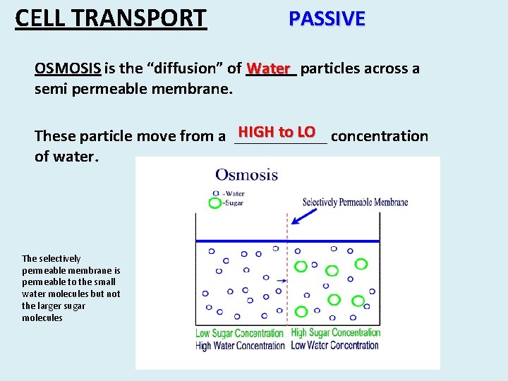 CELL TRANSPORT PASSIVE OSMOSIS is the “diffusion” of ______ Water particles across a semi