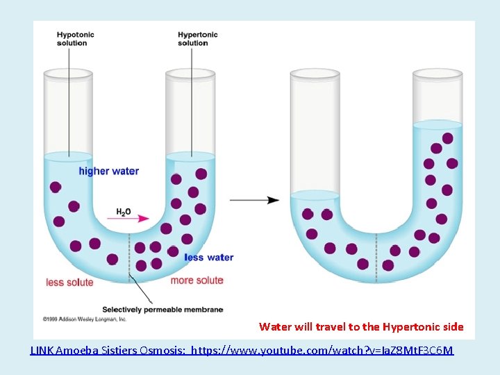 Water will travel to the Hypertonic side LINK Amoeba Sistiers Osmosis: https: //www. youtube.