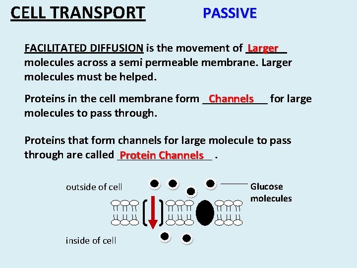 CELL TRANSPORT PASSIVE FACILITATED DIFFUSION is the movement of _______ Larger molecules across a