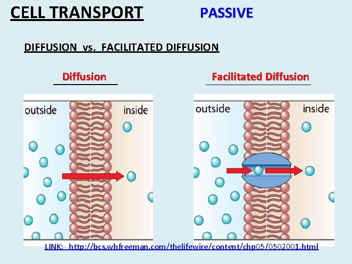 CELL TRANSPORT PASSIVE DIFFUSION vs. FACILITATED DIFFUSION Diffusion ______ Facilitated Diffusion _________ LINK: http: