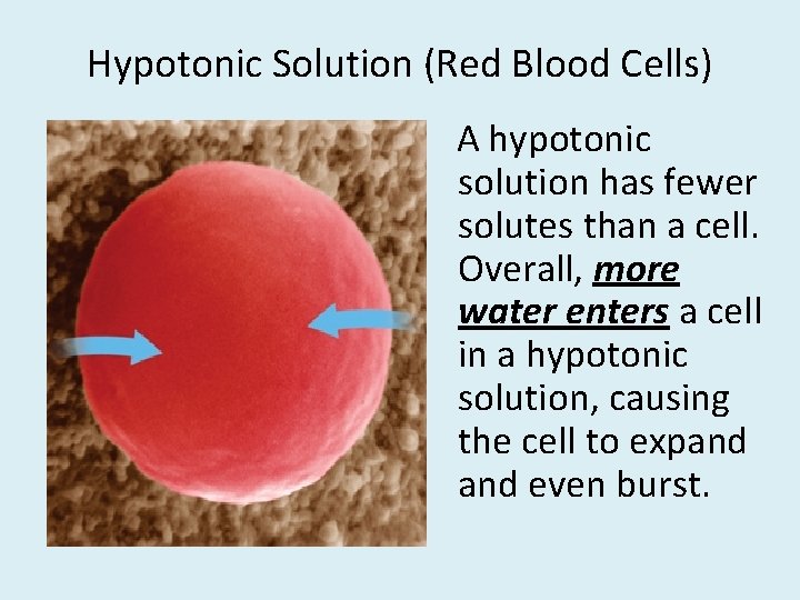 Hypotonic Solution (Red Blood Cells) A hypotonic solution has fewer solutes than a cell.