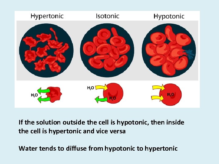 If the solution outside the cell is hypotonic, then inside the cell is hypertonic