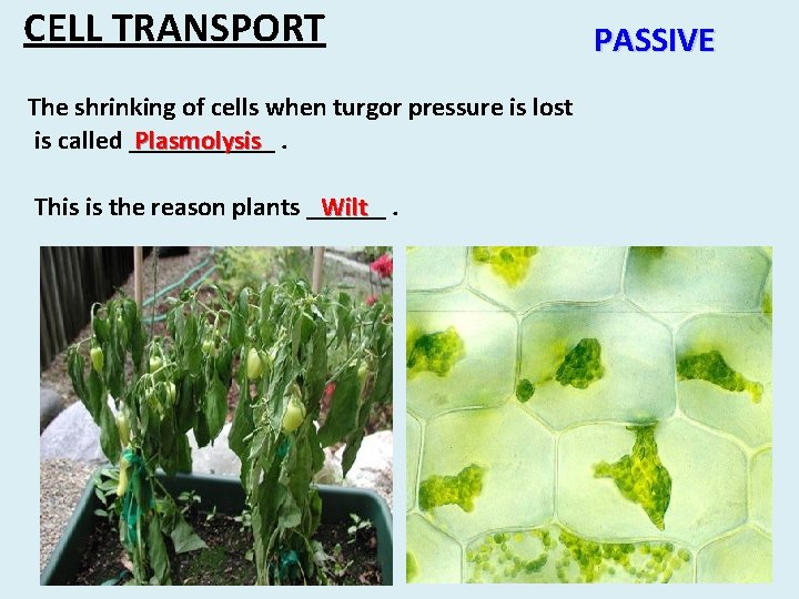 CELL TRANSPORT The shrinking of cells when turgor pressure is lost is called ______