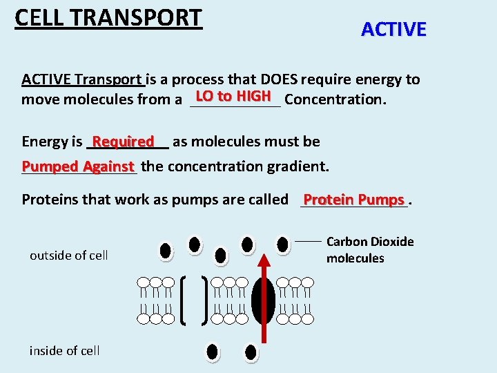 CELL TRANSPORT ACTIVE Transport is a process that DOES require energy to LO to