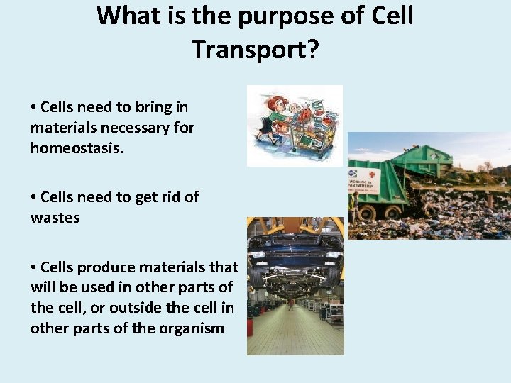 What is the purpose of Cell Transport? • Cells need to bring in materials