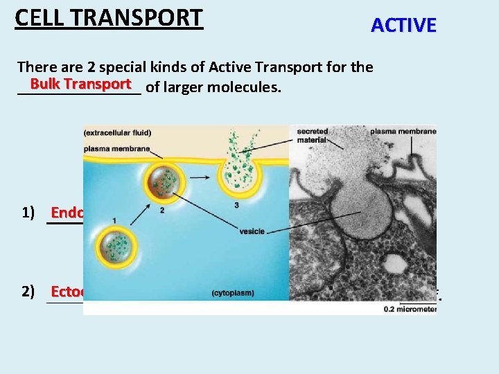 CELL TRANSPORT ACTIVE There are 2 special kinds of Active Transport for the Bulk