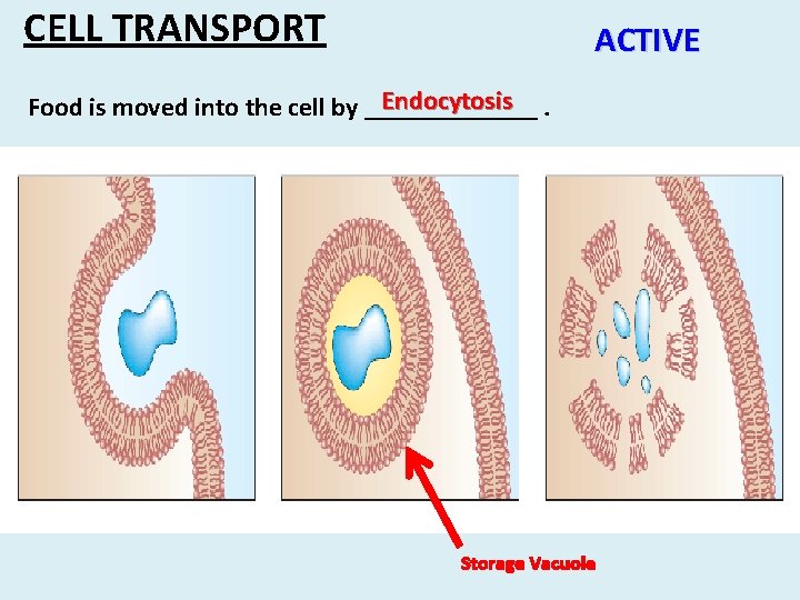 CELL TRANSPORT ACTIVE Endocytosis. Food is moved into the cell by _______ Storage Vacuole