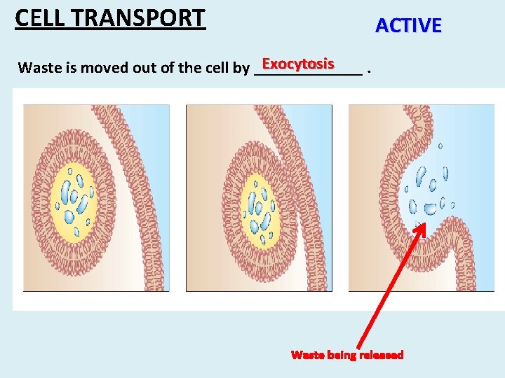 CELL TRANSPORT ACTIVE Exocytosis Waste is moved out of the cell by _______. Waste