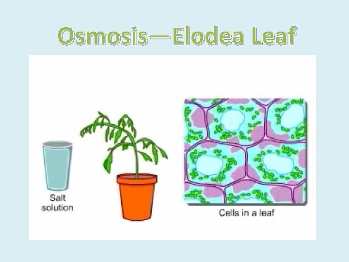 Osmosis—Elodea Leaf 