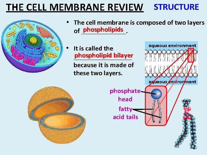 THE CELL MEMBRANE REVIEW STRUCTURE • The cell membrane is composed of two layers