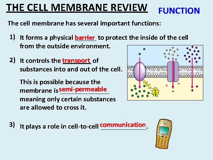 THE CELL MEMBRANE REVIEW FUNCTION The cell membrane has several important functions: 1) It
