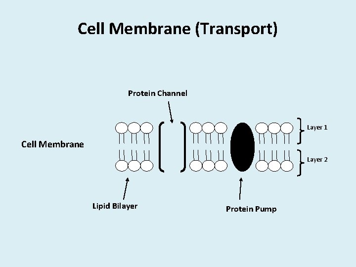 Cell Membrane (Transport) Protein Channel Layer 1 Cell Membrane Layer 2 Lipid Bilayer Protein
