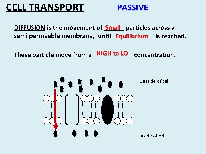 CELL TRANSPORT PASSIVE DIFFUSION is the movement of ______ Small particles across a semi