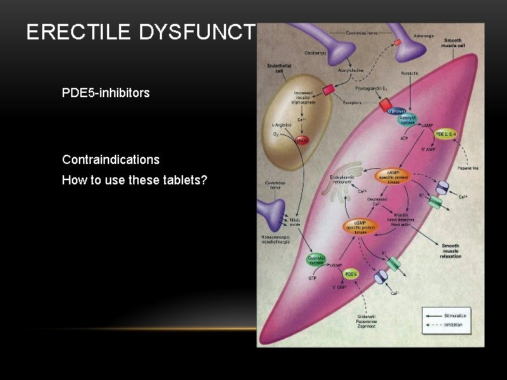 ERECTILE DYSFUNCTION PDE 5 -inhibitors Contraindications How to use these tablets? 