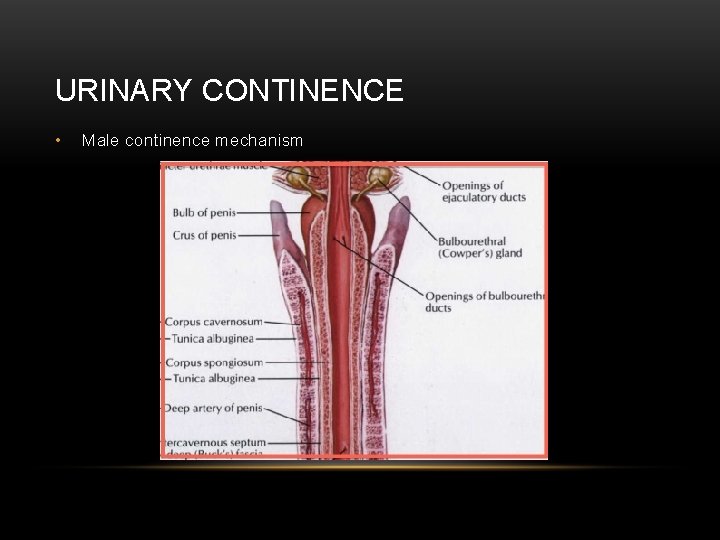 URINARY CONTINENCE • Male continence mechanism 