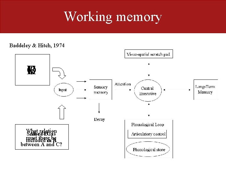 Working memory Baddeley & Hitch, 1974 O K B T P V What relation