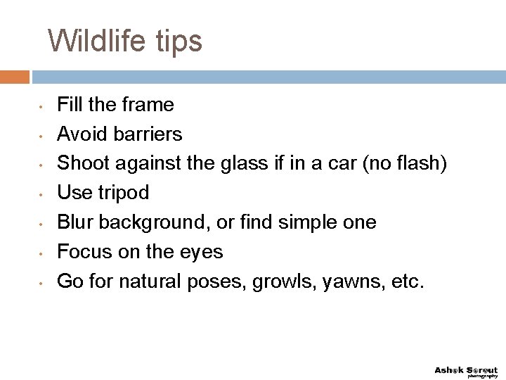 Wildlife tips • • Fill the frame Avoid barriers Shoot against the glass if