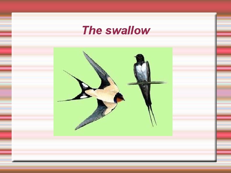The swallow 