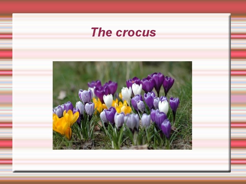 The crocus 