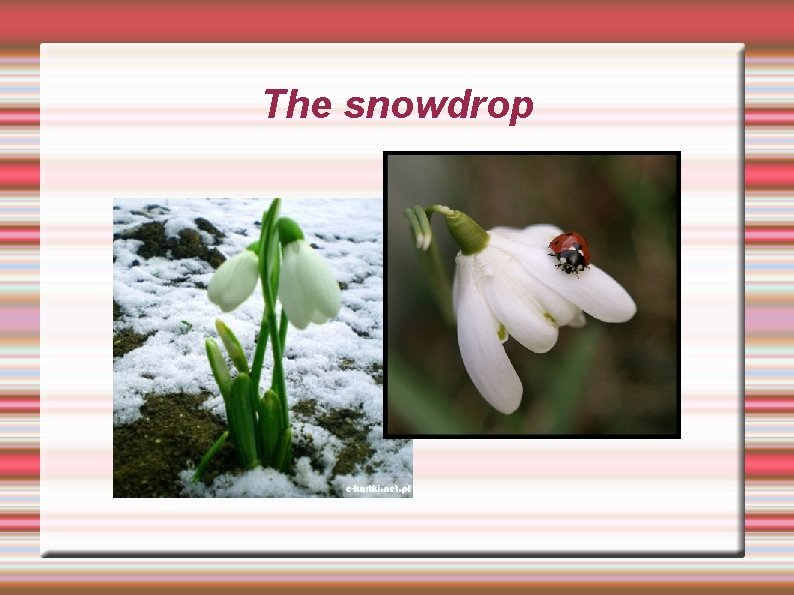 The snowdrop 