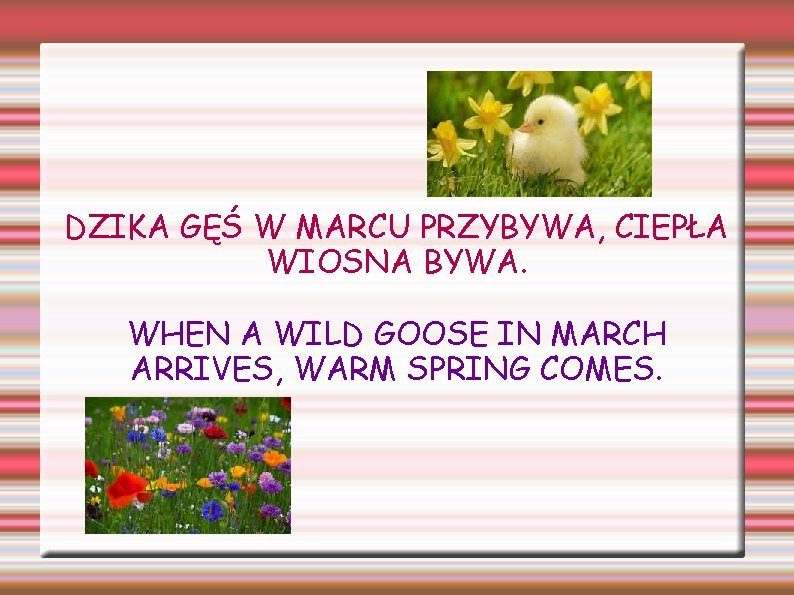 DZIKA GĘŚ W MARCU PRZYBYWA, CIEPŁA WIOSNA BYWA. WHEN A WILD GOOSE IN MARCH