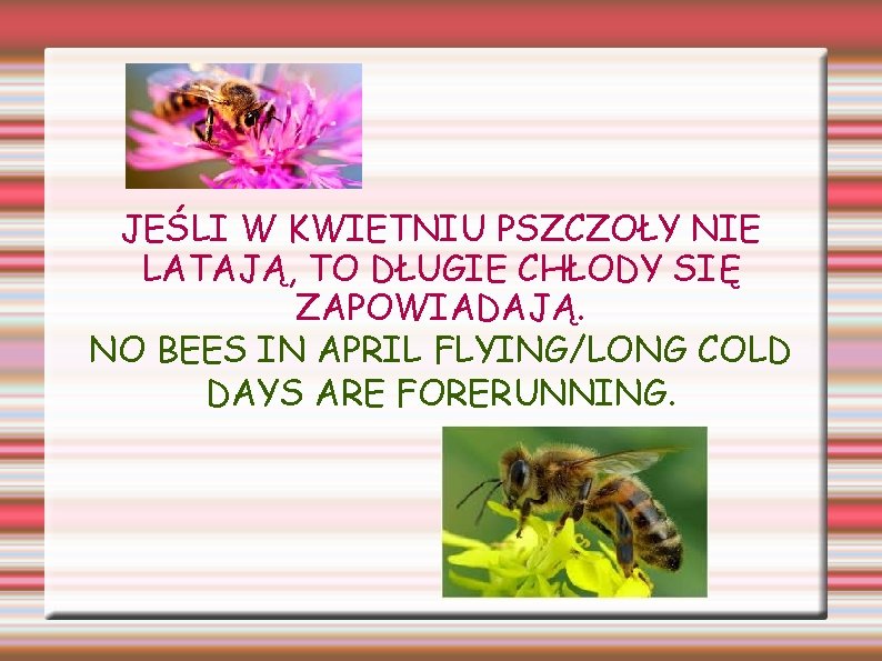 JEŚLI W KWIETNIU PSZCZOŁY NIE LATAJĄ, TO DŁUGIE CHŁODY SIĘ ZAPOWIADAJĄ. NO BEES IN