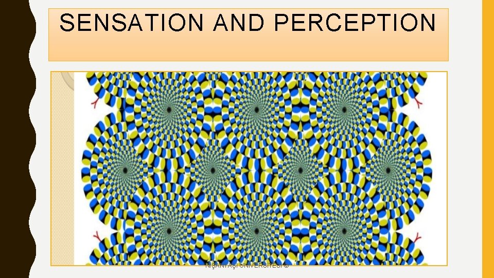 SENSATION AND PERCEPTION NİŞANTAŞI ÜNİVERSİTESİ © 