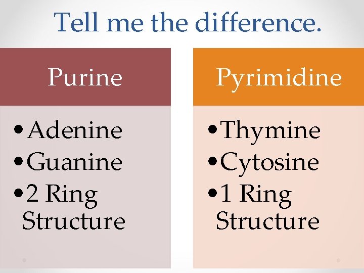 Tell me the difference. Purine • Adenine • Guanine • 2 Ring Structure Pyrimidine