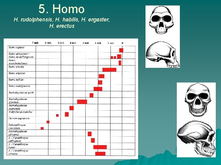 5. Homo H. rudolphensis, H. habilis, H. ergaster, H. erectus 